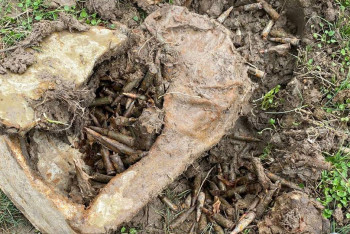 Фотография к новости: Схрон с боеприпасами обнаружили у военного полигона в области Жетысу