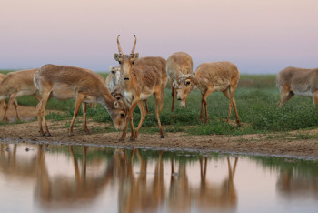 Фотография к новости: ООН выпустила фильм о восстановлении популяции сайгаков в Казахстане