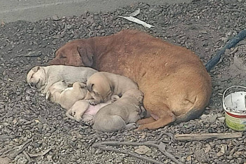 Фотография к новости: Полиция проверяет причастность питбуля к cмерти мужчины в Жетысу