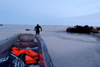 Фотография к новости: Табун лошадей спасли из воды в Акмолинской области