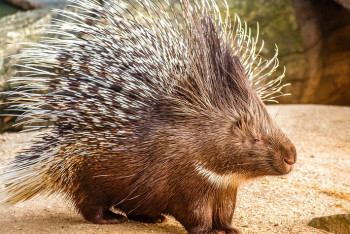 Фотография к новости: Дикобраз гулял по улицам Тараза