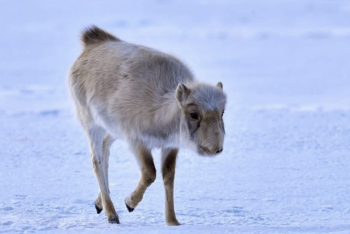 Операция "Сайгак" стартовала в Казахстане