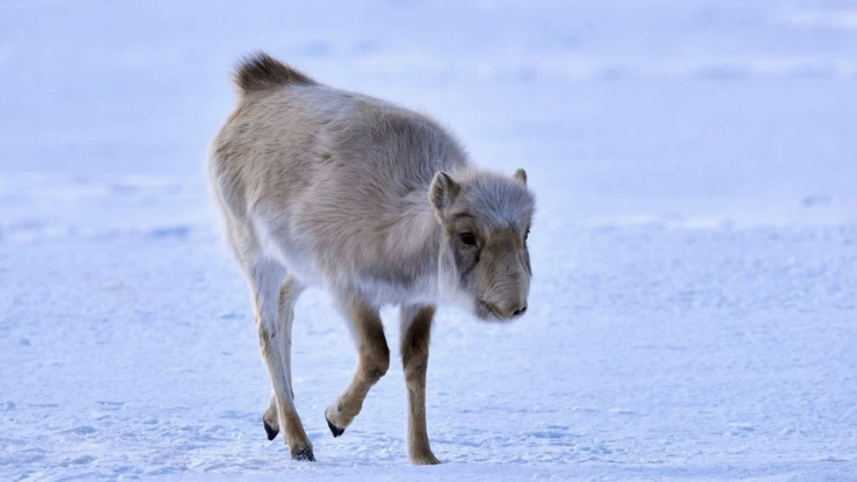 комитет лесного хозяйства и животного мира МЭПР РК