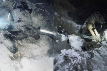 Фотография к новости: Грузовой поезд сбил лошадей в Павлодарской области