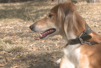 Президент поручил решить проблему бродячих собак