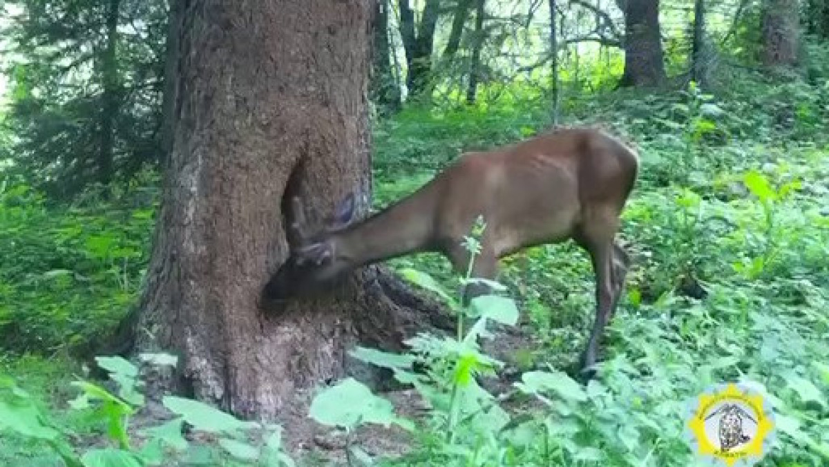 Маралов сняли фотоловушки в Алматинской области