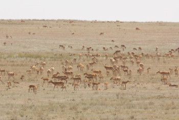Фотография к новости: Стада сайги сняли с высоты птичьего полёта в Уральске