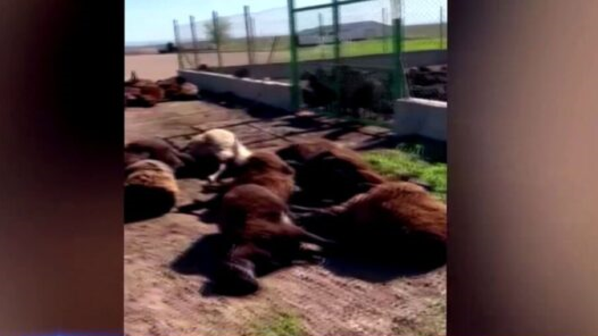 кадр из видео otyrar.kz