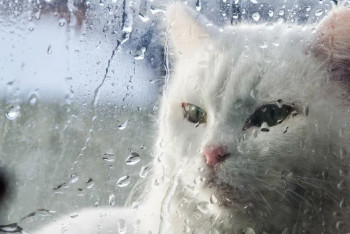 Фотография к новости: Дождь и гроза: в большинстве регионов Казахстана ожидается штормовая погода