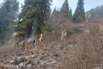 Фотография к новости: Сухостой горел в ущелье Алма-Арасан