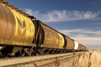 Фотография к новости: "Серый" импорт зерна выявили в Костанайской области