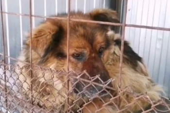 Фотография к новости: Десятки убитых собак обнаружили зоозащитники в Алматинской области