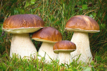 Фотография к новости: Сколько грибов и ягод разрешат собирать бесплатно в Казахстане