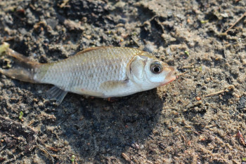 Фотография к новости: Сто килограммов карася вымерзло на озере в СКО