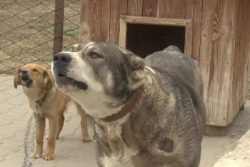 Фотография к новости: Массовая стерилизация бродячих животных едва не привела к гибели собак в Актобе