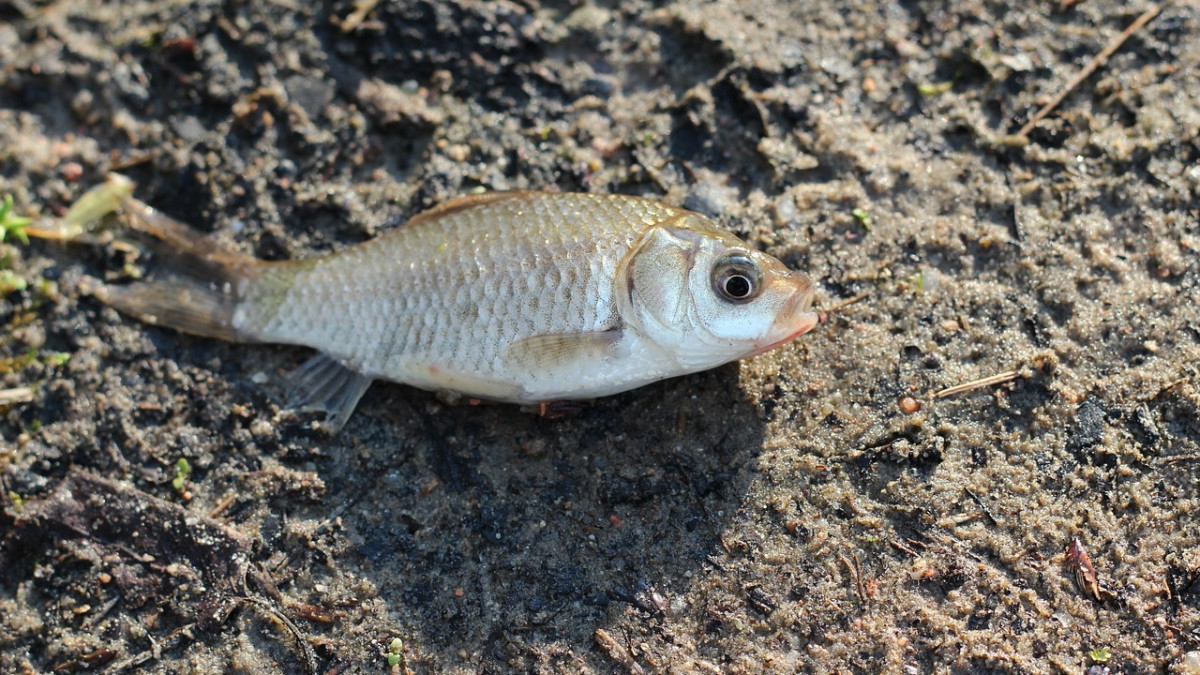 pixabay.com/ иллюстративное фото