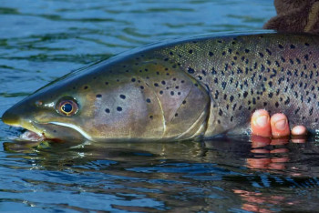Фотография к новости: Рыба за три миллиона: житель ВКО заплатит крупный штраф за незаконную ловлю