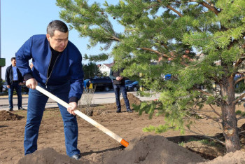 Фотография к новости: Алихан Смаилов посадил сосну на столичном проспекте Ұлы Дала
