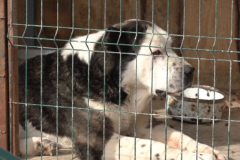 Фотография к новости: Их забивали лопатой: почему важно соблюдать закон об ответственном обращении с животными