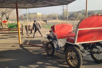 Фотография к новости: Конь испугался воздушных шаров и чуть не покалечил семью в Караганде