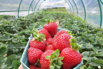 Фотография к новости: Субсидии на клубнику: чиновника и трёх бизнесменов осудили за мошенничество в Таразе