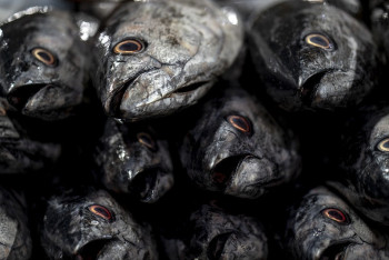 Фотография к новости: Массовый мор рыбы произошел на озере в Карагандинской области