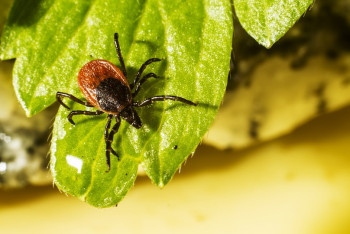 Фотография к новости: От клещей в Алматы обработали более 90% территорий