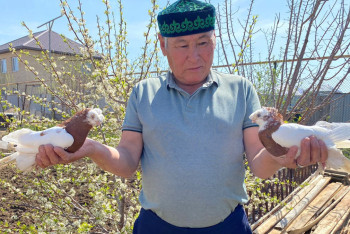 Фотография к новости: Исчезающее хобби: железнодорожники создали клуб голубеводов в Актюбинской области