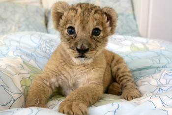 Фотография к новости: Двух львят держал у себя житель Алматинской области