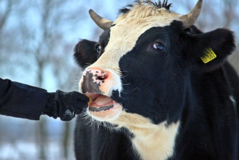 Фотография к новости: Снегопад в горах Кыргызстана оставил баранов и коров без еды