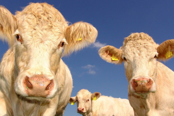 Фотография к новости: Через мобильное приложение фермеры смогут продавать скот и мясо в Казахстане