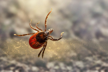 Фотография к новости: В ВКО клещи покусали уже более 400 человек