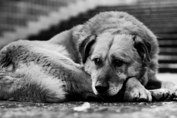 Фотография к новости: Собаку с щенками заживо замуровали в Алматы