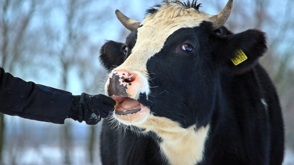 pixabay.com / иллюстративное фото