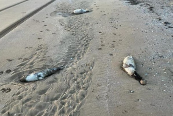 Фотография к новости: На побережье Каспия обнаружили десятки туш тюленей и осетров