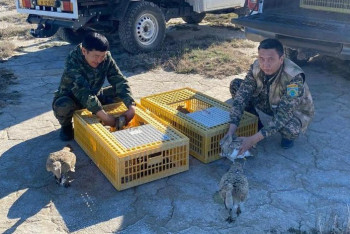 Фотография к новости: В Казахстане сотни краснокнижных птиц выпустили в дикую природу