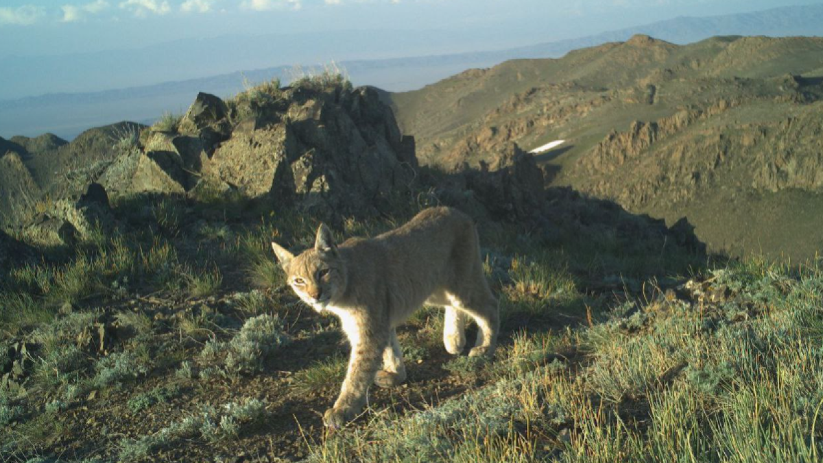 Рысь попала в фотоловушку в Алматинской области