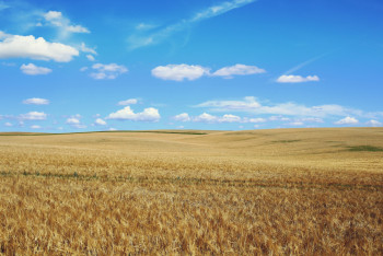 Фотография к новости: Землю стоимостью более 170 млн тенге вернули государству в Петропавловске