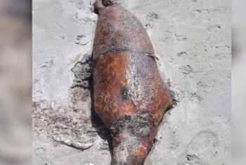 Фотография к новости: На берегу Каспия снова обнаружили десятки туш тюленей и рыбы