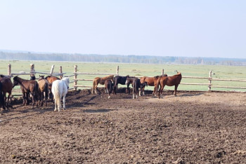 Фотография к новости: Пропавший табун лошадей разыскали акмолинские полицейские