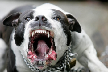 Фотография к новости: Питбуль разорвал лицо трёхлетней девочке в Костанайской области