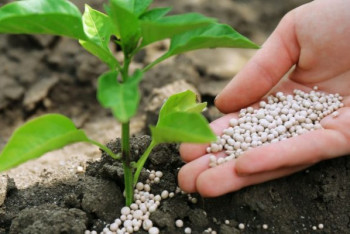 Фотография к новости: В восемь раз сократилось производство азотных удобрений в Казахстане за год