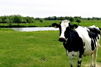 Фотография к новости: До 30% может подорожать мясо в Казахстане