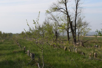 Фотография к новости: Под видом саночистки пилили здоровые деревья - тюремный срок грозит подрядчикам в Актобе