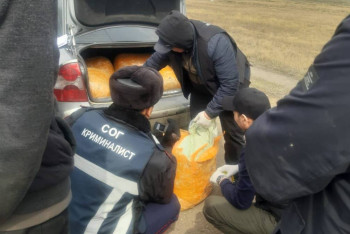 Фотография к новости: Почти полтонны: крупнейшую за 10 лет партию наркотиков изъяли в СКО