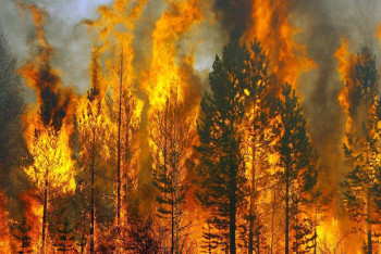 Более 800 лесных пожаров произошло в Казахстане в 2022 году