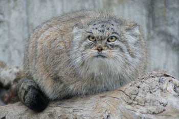 Фотография к новости: Как переиздание Красной книги Казахстана скажется на сохранении редких видов