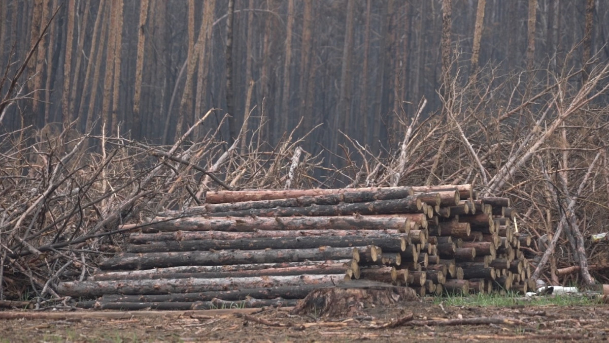 Рената Актаева