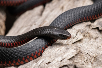 Фотография к новости: Шымкент атакуют змеи