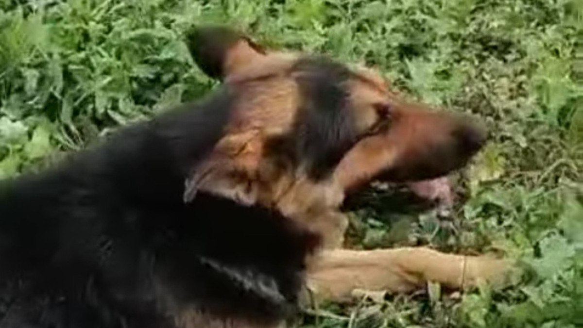 "Проткнули собаку арматурой": полиция прокомментировала инцидент